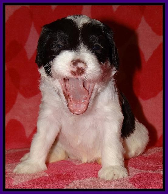 Sparkle Texas pups 4 weeks old 81