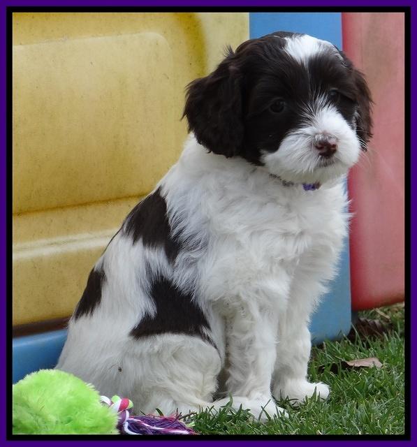 Sparkle Texas pups 6 wks old 21