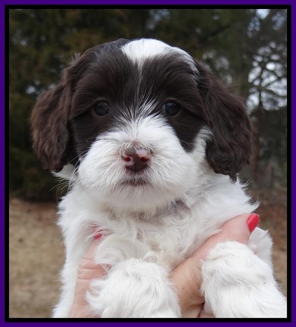 Sparkle Texas pups 6 wks old 41