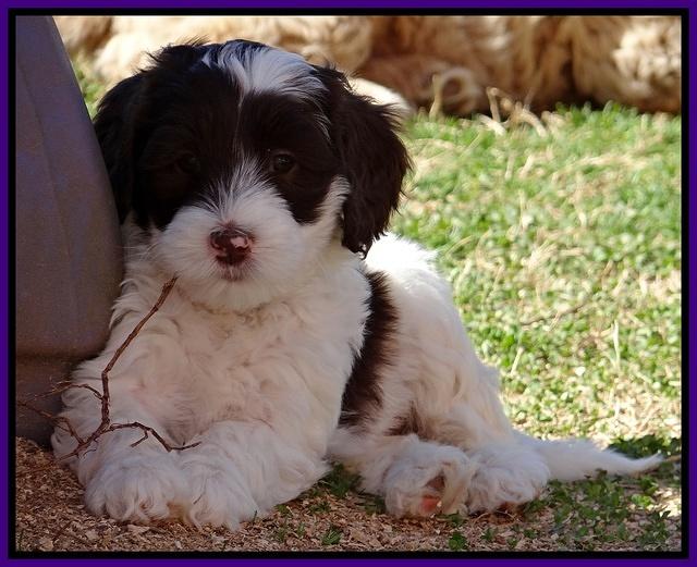 Sparkle Texas pups 7 wks old 431