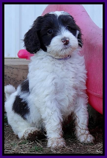 Sparkle Texas pups 7 wks old 441