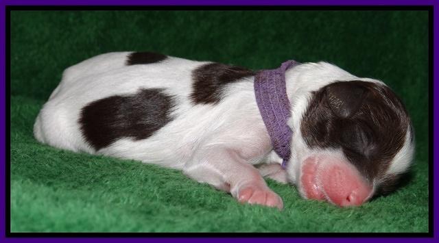 Sparkle Texas pups newborn 111