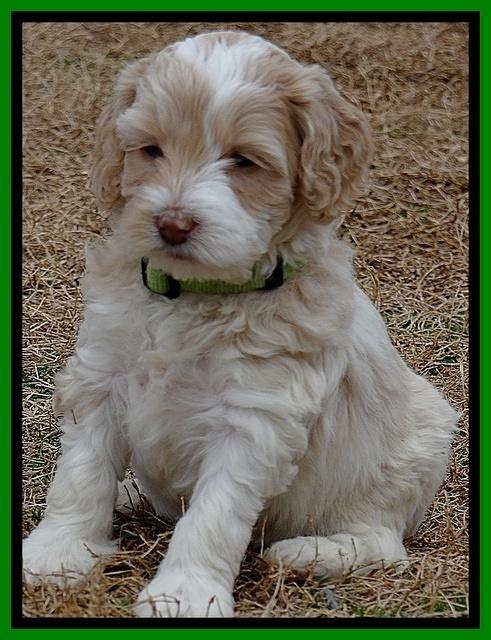 Sparkle TExas pups 5 wks old 221