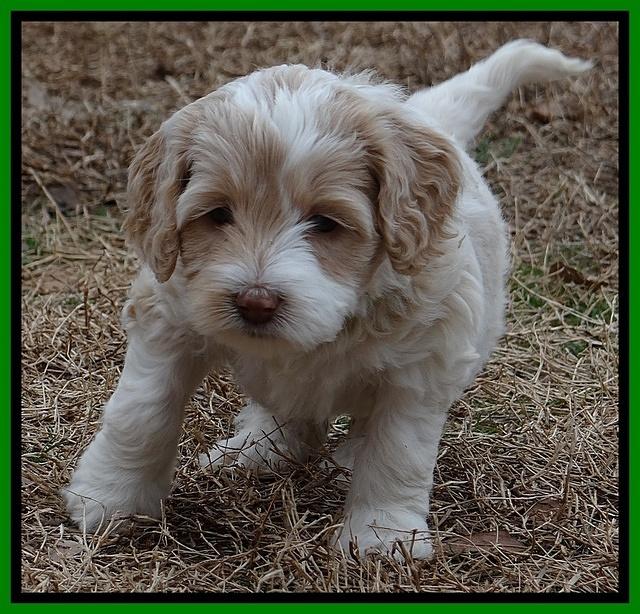 Sparkle TExas pups 5 wks old 251