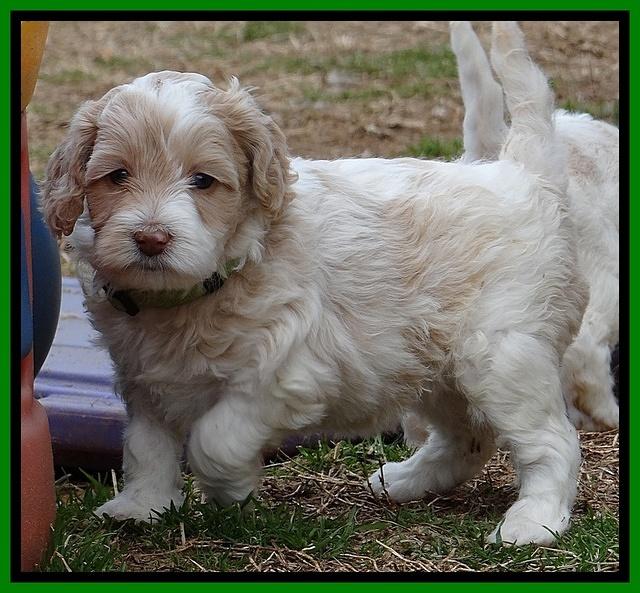 Sparkle TExas pups 5 wks old 261