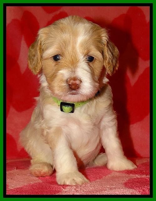 Sparkle Texas pups 4 weeks old 111