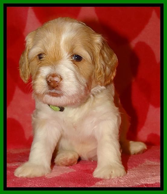 Sparkle Texas pups 4 weeks old 121