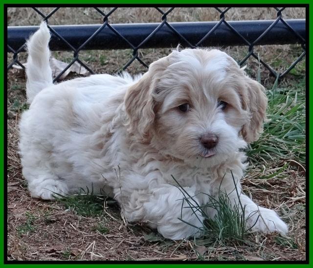 Sparkle Texas pups 7 wks old 281