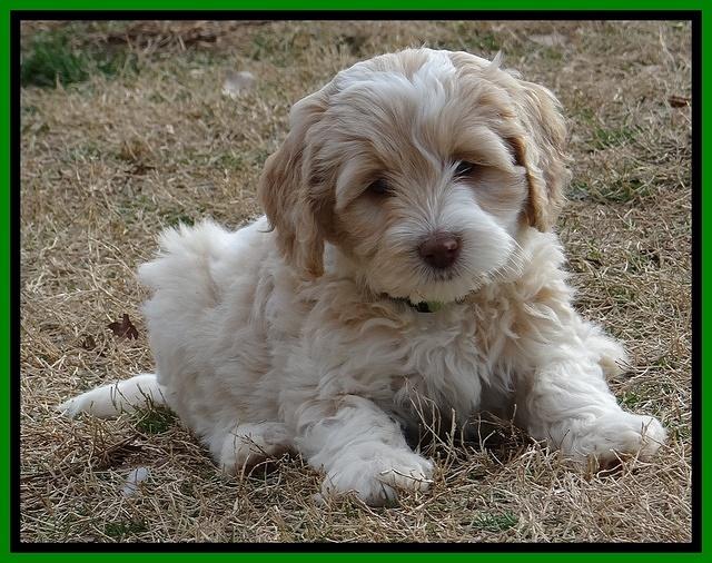 Sparkle Texas pups 7 wks old 311