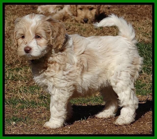 Sparkle Texas pups 7 wks old 321