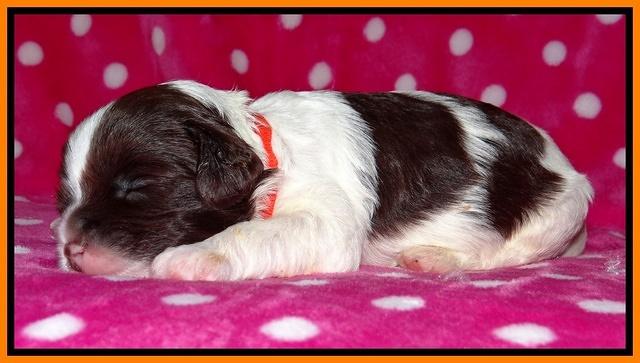 Sparkle TExas pups 2 wks old 068