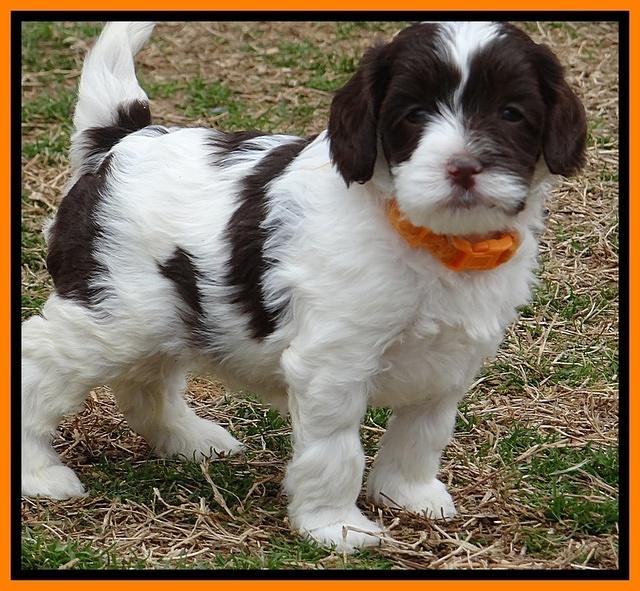 Sparkle TExas pups 5 wks old 101