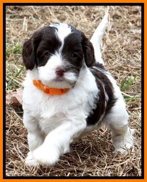 Sparkle TExas pups 5 wks old 121