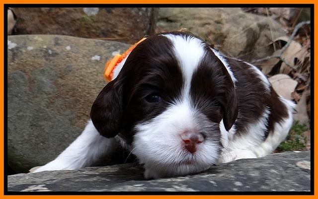 Sparkle Texas pups 3 wks old 111