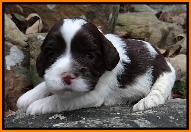 Sparkle Texas pups 3 wks old 121