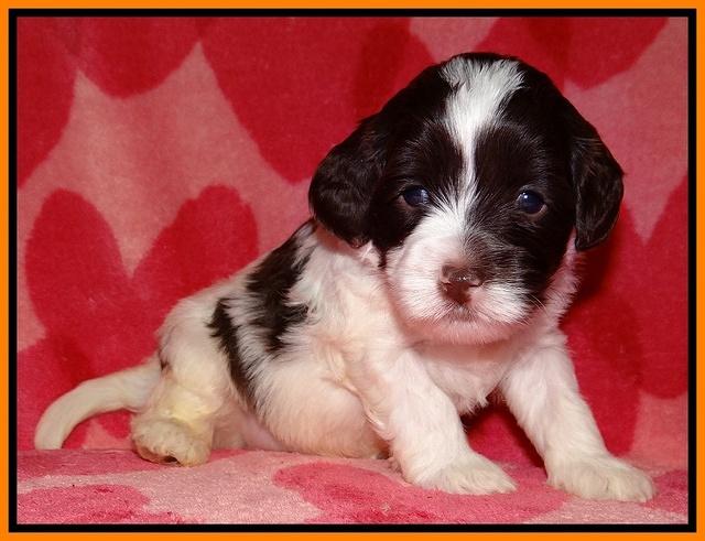 Sparkle Texas pups 4 weeks old 131