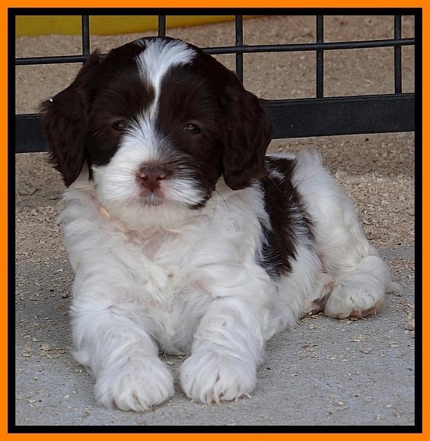 Sparkle Texas pups 6 wks old 231