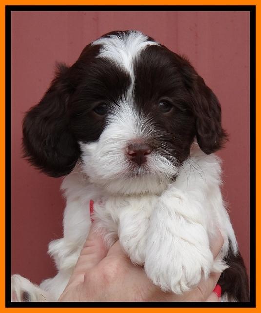 Sparkle Texas pups 6 wks old 241