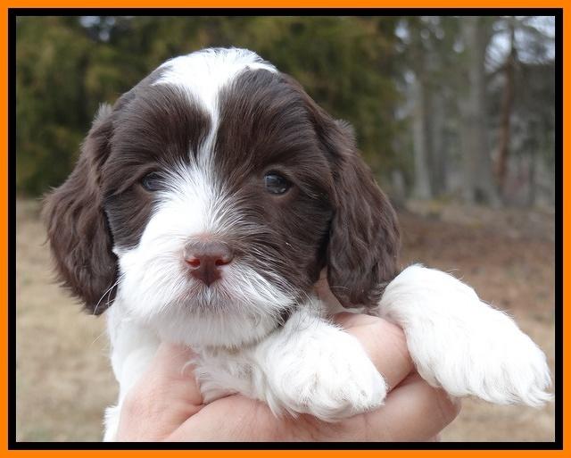 Sparkle Texas pups 6 wks old 251