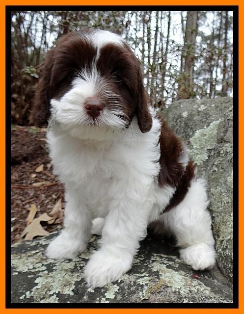 Sparkle Texas pups 8 weeks old 2 025