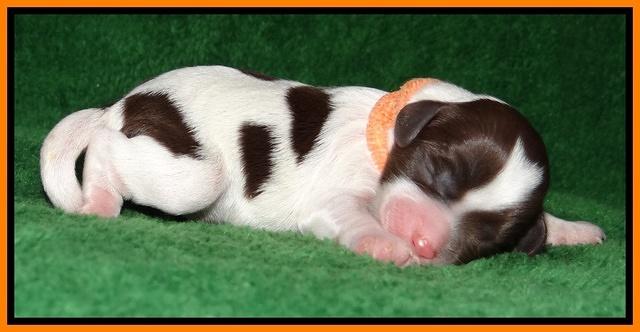 Sparkle Texas pups newborn 171