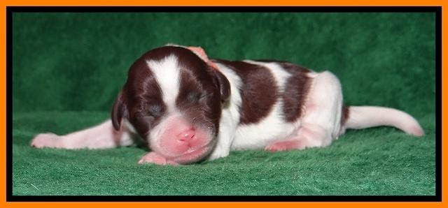 Sparkle Texas pups newborn 181