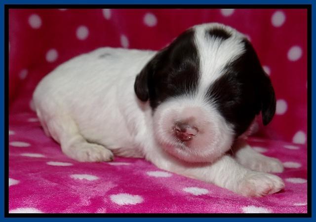Sparkle TExas pups 2 wks old 005
