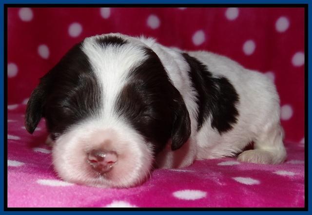 Sparkle TExas pups 2 wks old 009