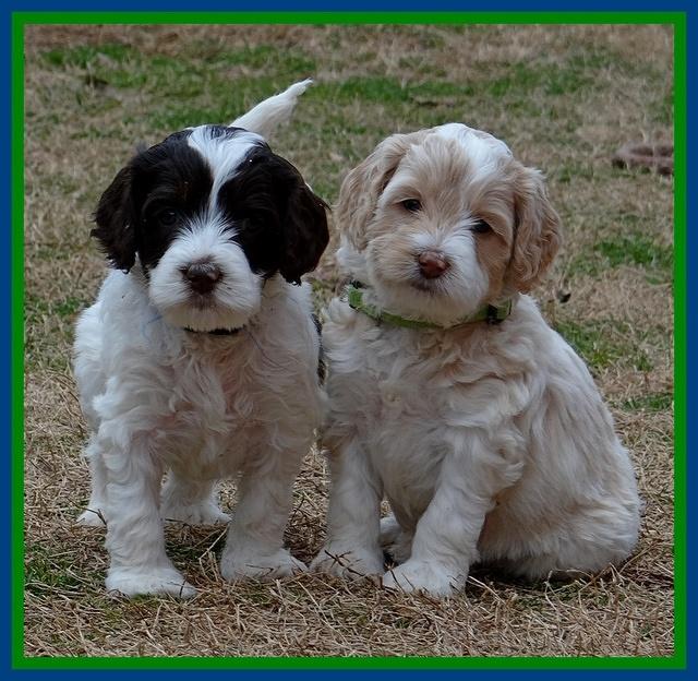 Sparkle TExas pups 5 wks old 231