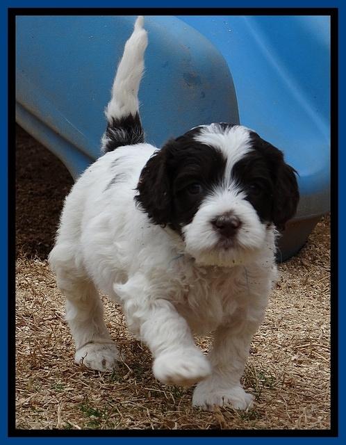 Sparkle TExas pups 5 wks old 331