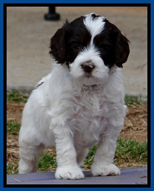 Sparkle TExas pups 5 wks old 351