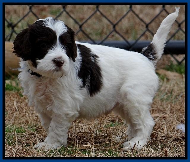 Sparkle TExas pups 5 wks old 371