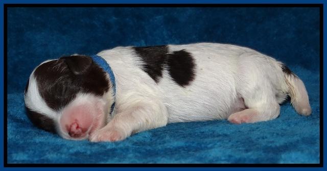 Sparkle Texas pups 1 wk old #1 025