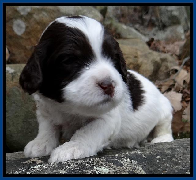 Sparkle Texas pups 3 wks old 141