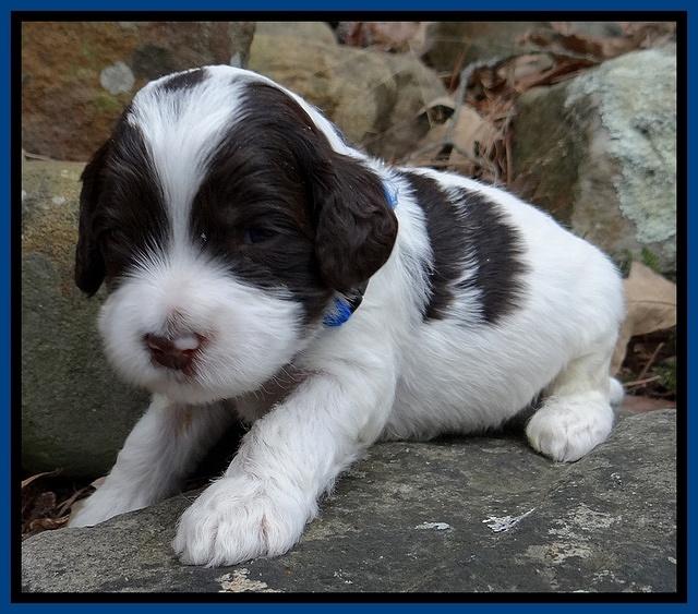 Sparkle Texas pups 3 wks old 151