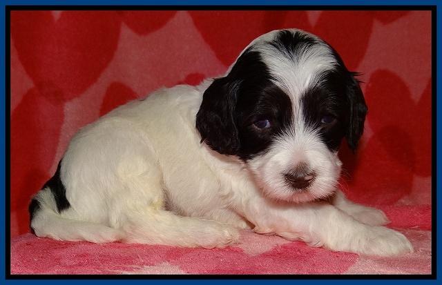 Sparkle Texas pups 4 weeks old 134