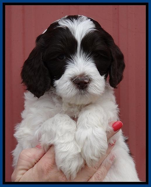 Sparkle Texas pups 6 wks old 191