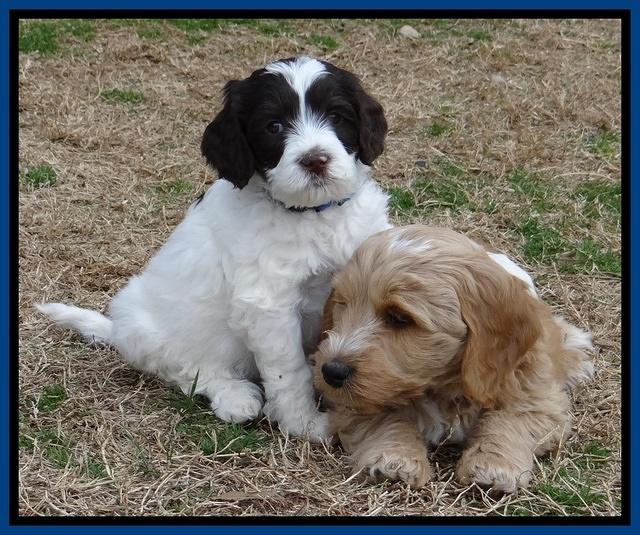 Sparkle Texas pups 6 wks old 211