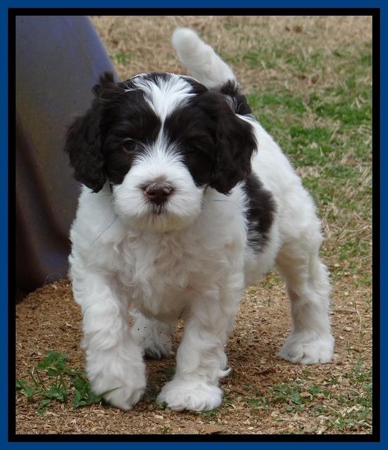 Sparkle Texas pups 7 wks old 641