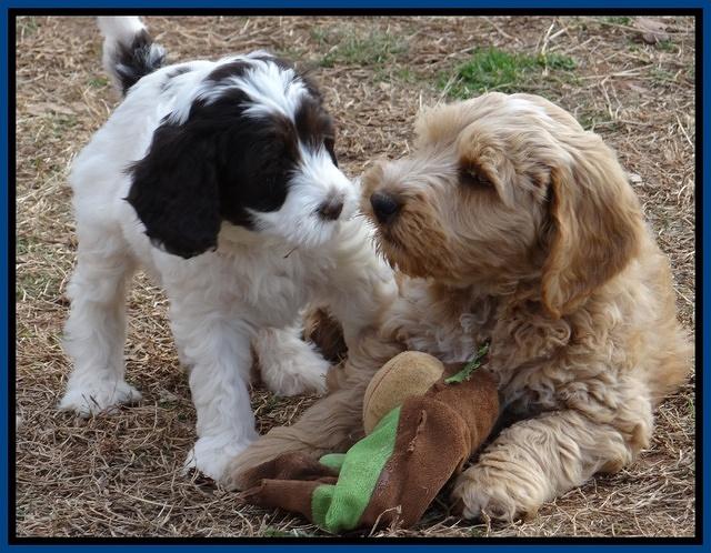 Sparkle Texas pups 7 wks old 661