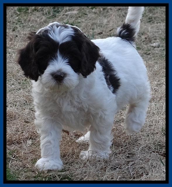 Sparkle Texas pups 7 wks old 671