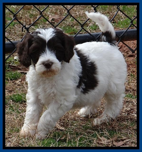 Sparkle Texas pups 7 wks old 691