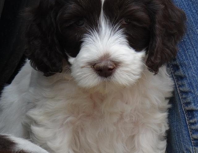 Sparkle Texas pups 7 wks old 701