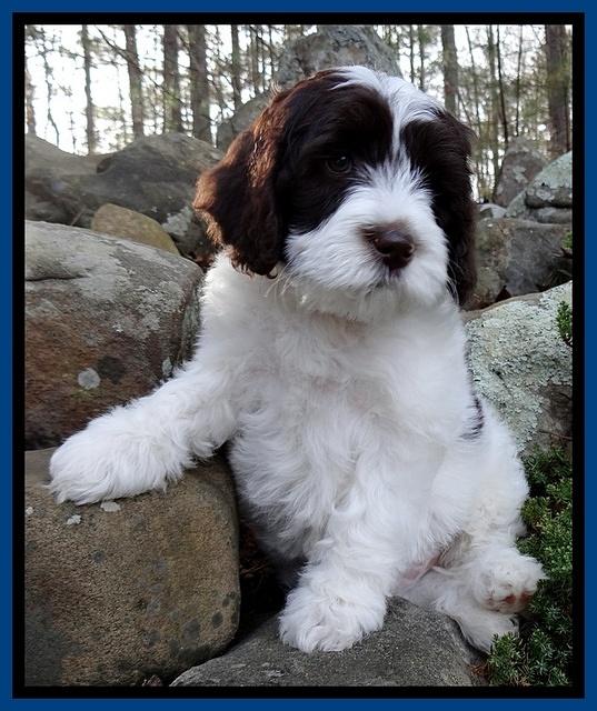 Sparkle Texas pups 8 weeks old 4 035