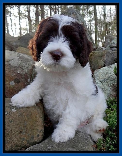 Sparkle Texas pups 8 weeks old 4 036