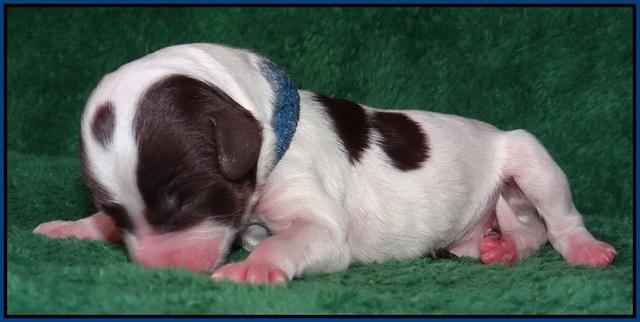 Sparkle Texas pups newborn 191