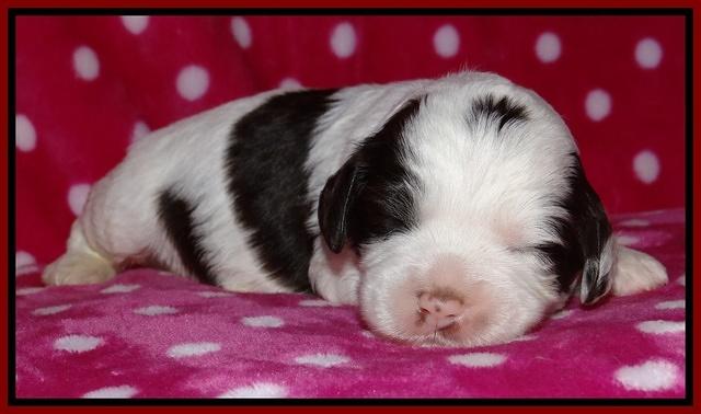 Sparkle TExas pups 2 wks old 039