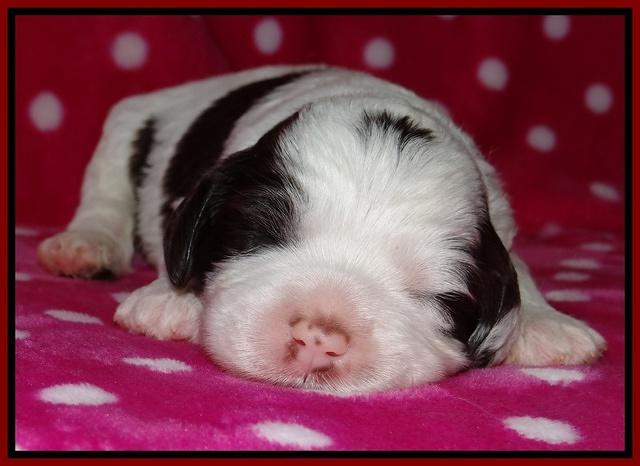 Sparkle TExas pups 2 wks old 082