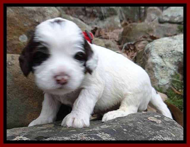 Sparkle Texas pups 3 wks old 181