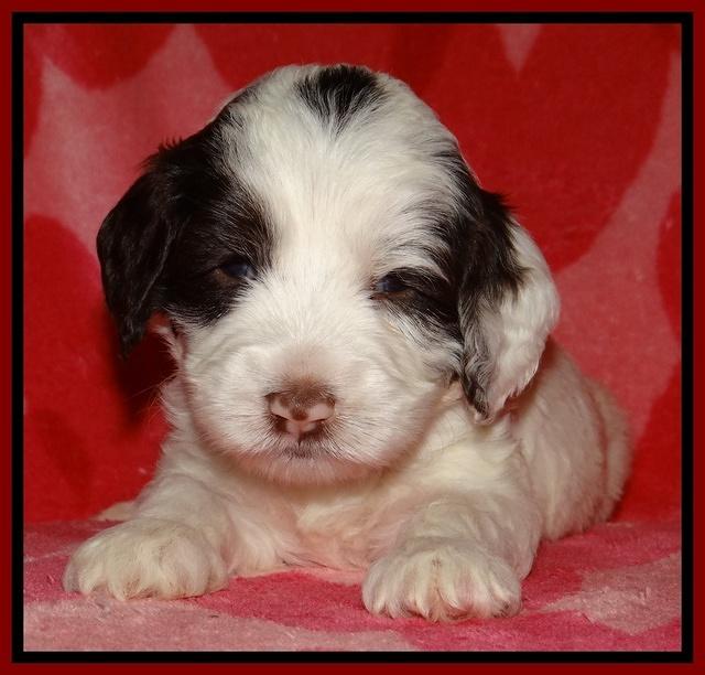 Sparkle Texas pups 4 weeks old 201